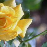 Global PC - Clear (Solid)